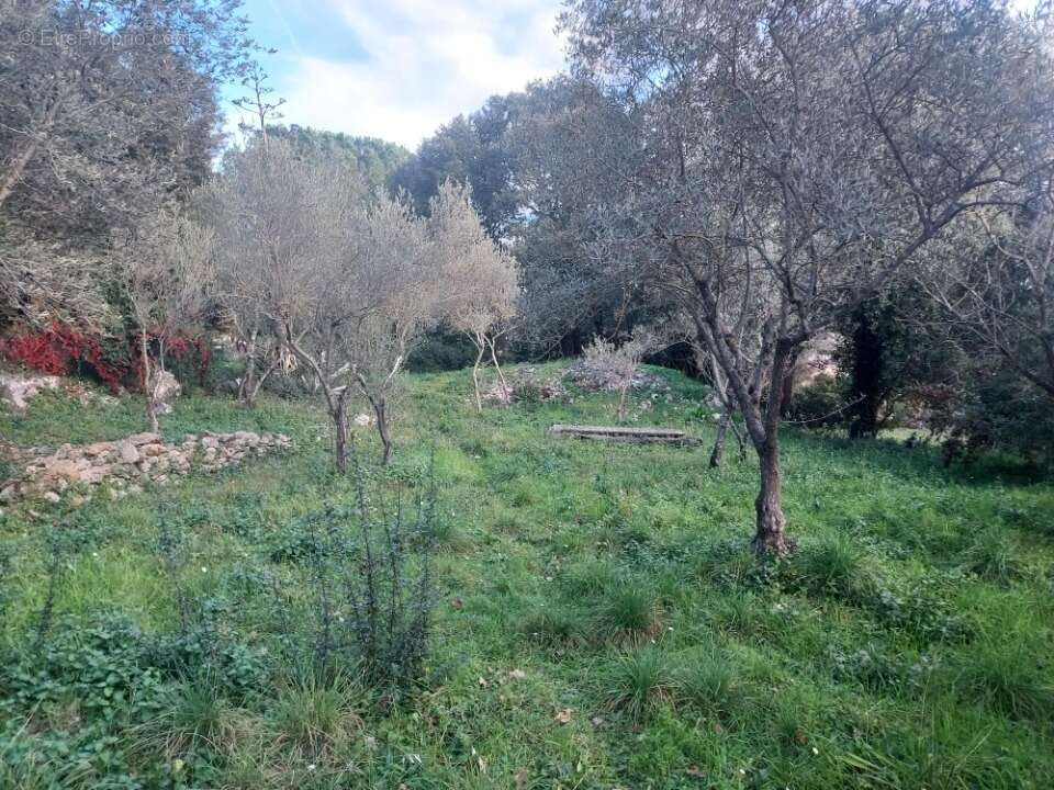 Terrain à CAMPS-LA-SOURCE