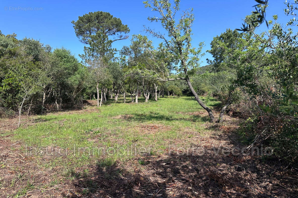 Terrain à PORTO-VECCHIO