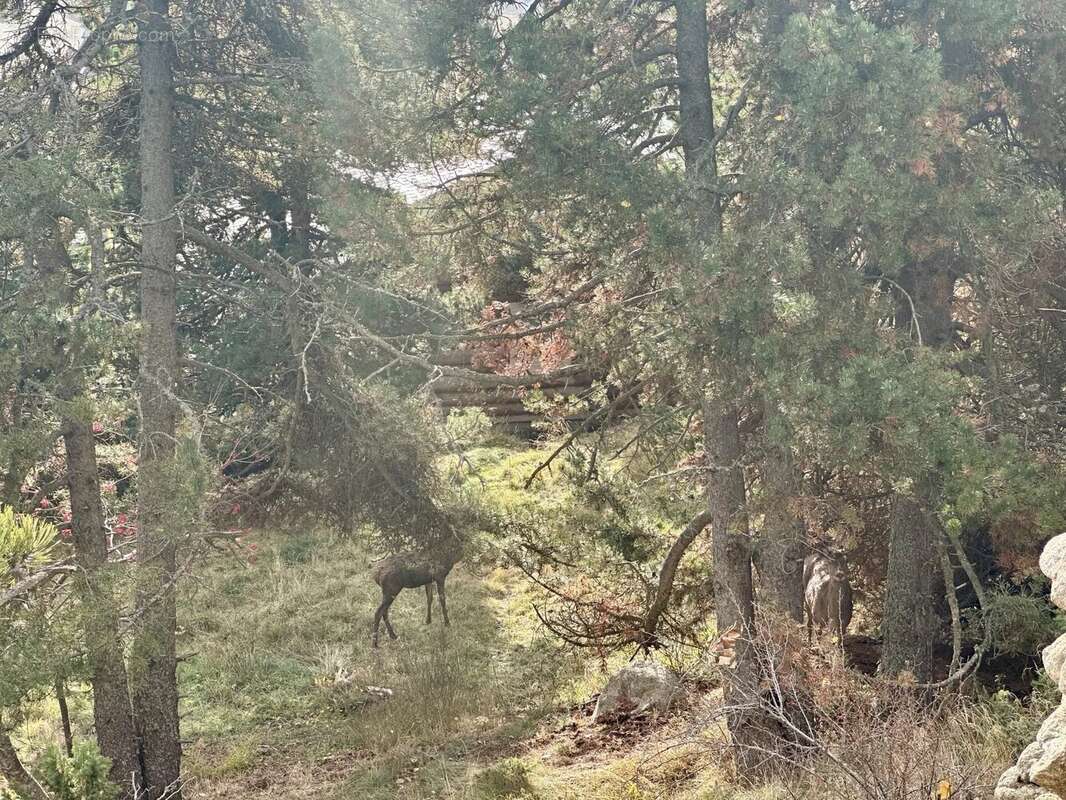 Terrain à FONT-ROMEU-ODEILLO-VIA