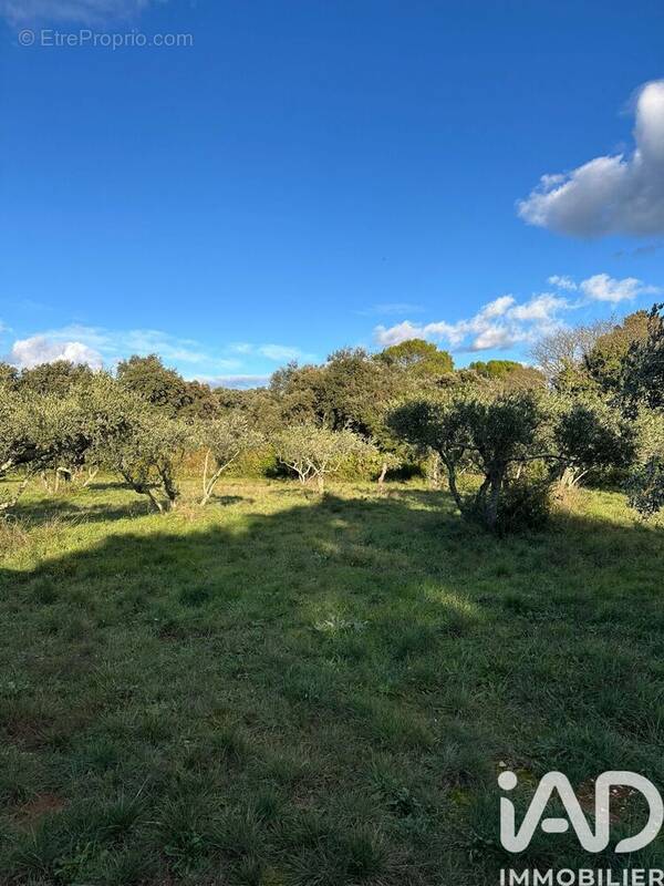 Photo 1 - Terrain à SAINT-SIFFRET