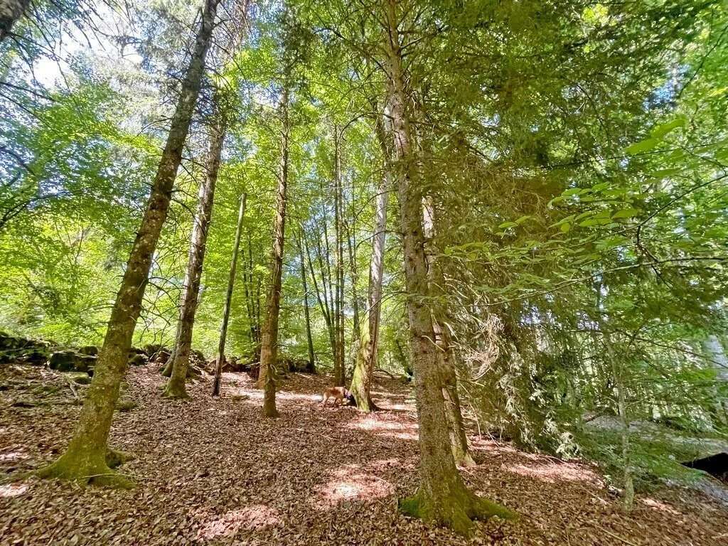 Exclusivité/Bourgogne, Parc du Morvan, Secteur GOULOUX, chalet 49 m² environ sur plus de 3000 m² de terrain boisé. - photo 4