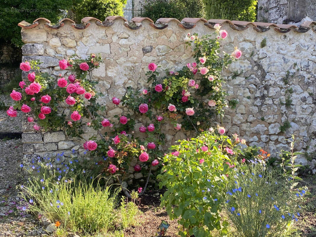 rosiers - Maison à MONTMOREAU-SAINT-CYBARD