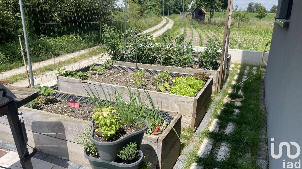 Photo 2 - Maison à MARCKOLSHEIM