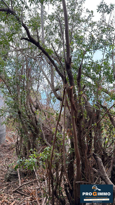Terrain à SAINT-LEU