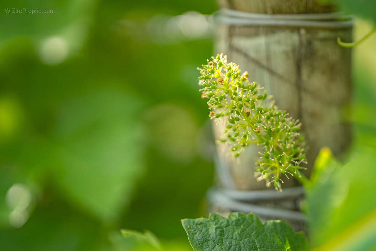 Maison à BELVEZE-DU-RAZES