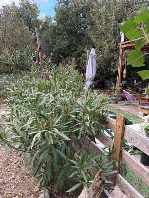 Terrain à PEZILLA-LA-RIVIERE