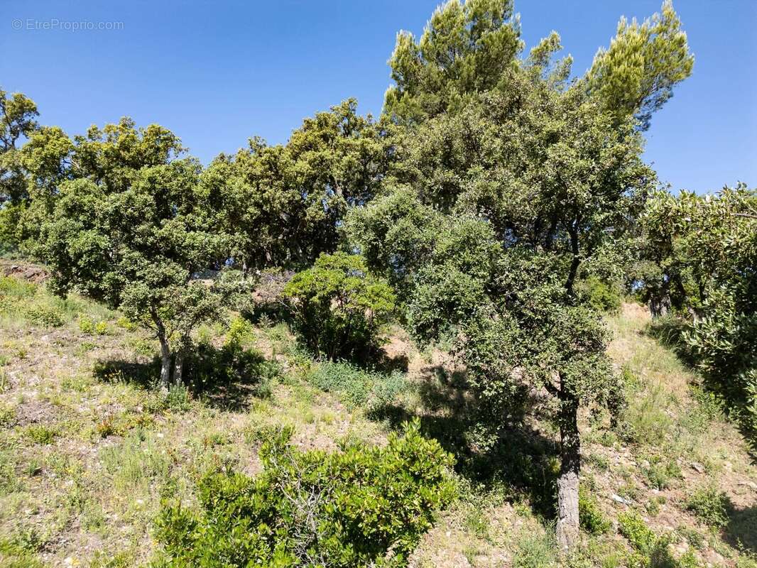 Terrain à LA LONDE-LES-MAURES