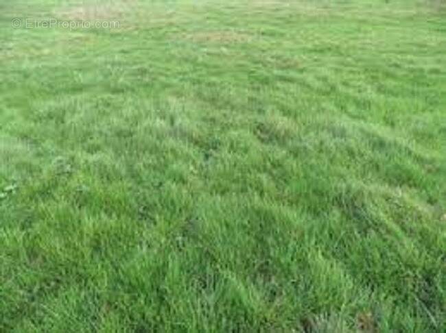 Terrain à CHATEAU-LANDON