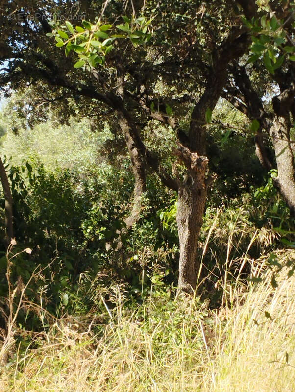 Maison à MONTPELLIER
