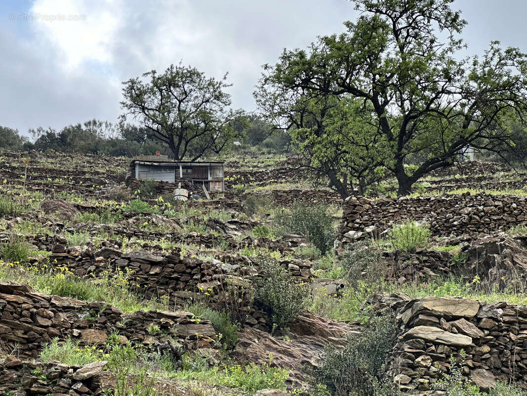 8700 m2 de vignes à vendre sur Port-Vendres avec casot - photo 8