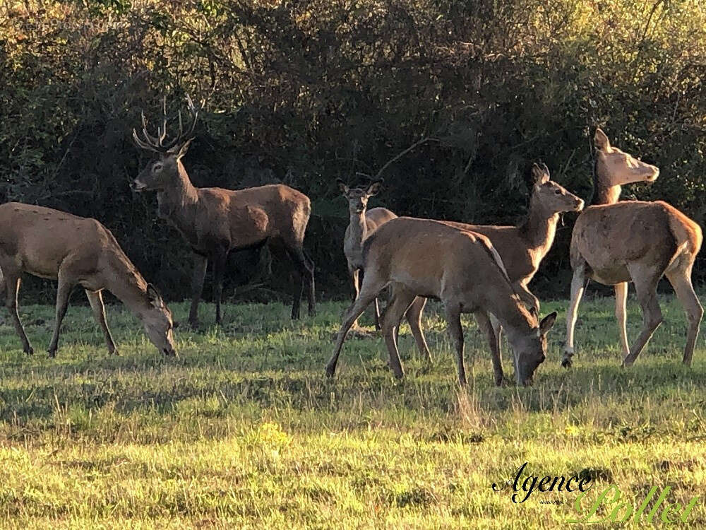 Maison à NEUVY-SUR-BARANGEON