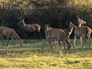 Maison à NEUVY-SUR-BARANGEON