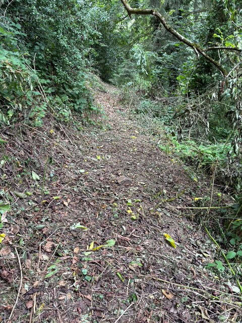 Terrain à AMBRIERES-LES-VALLEES