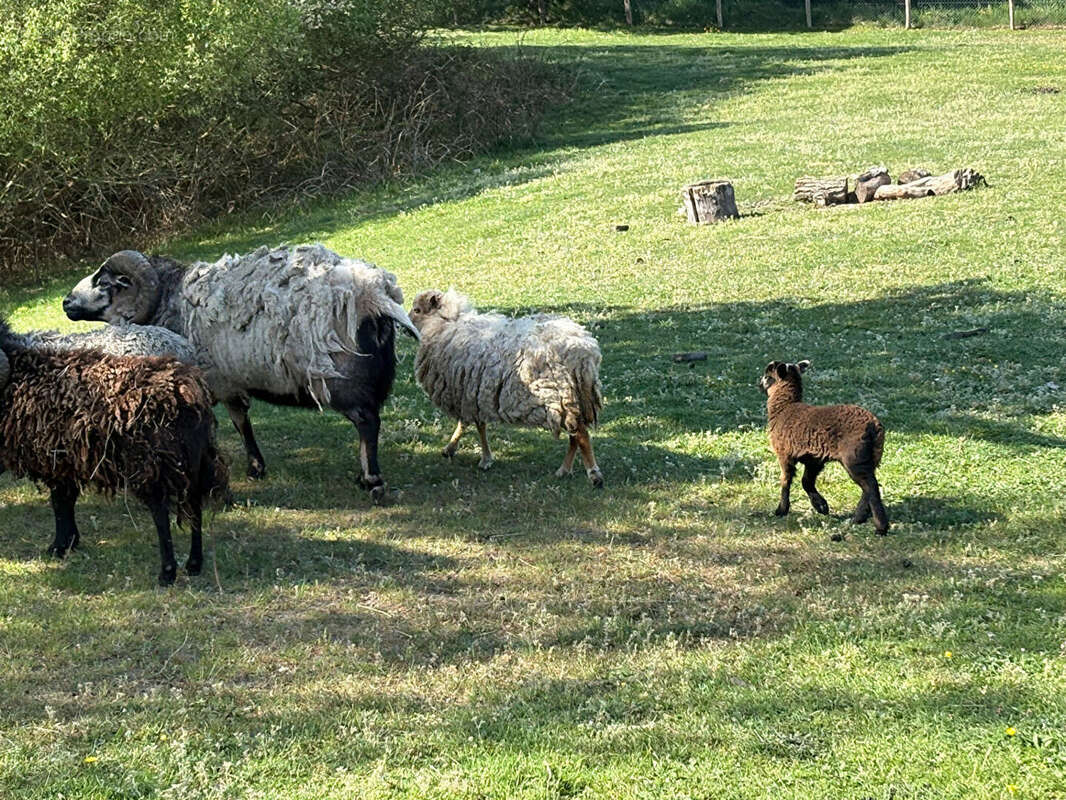 ETANG DE 2 HA  Proche Chateau la Vallière - photo 7