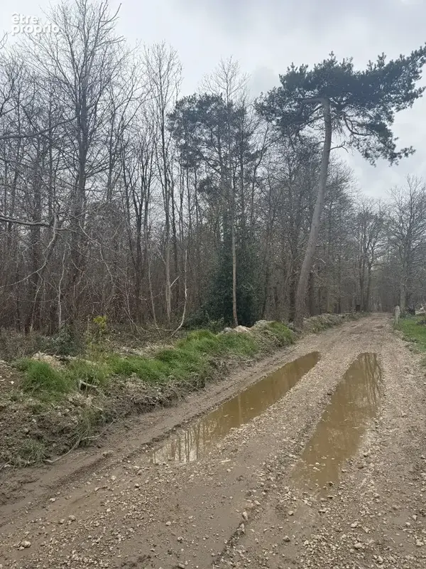Terrain Boisé - 10 Hectares - photo 2