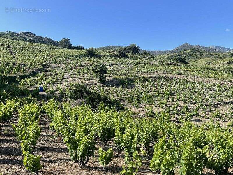 Terrain à COLLIOURE