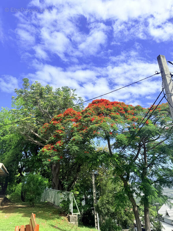 Terrain à SAINT-PAUL