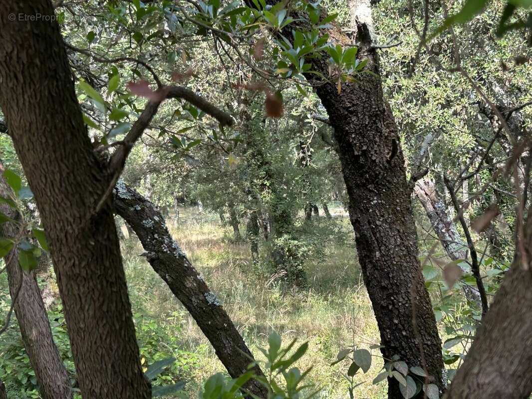 Terrain à SAINT-SIFFRET