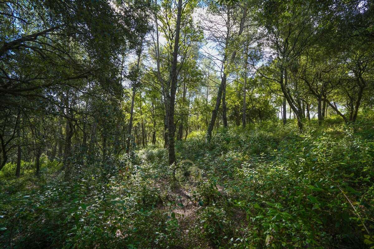 Terrain à SAINT-CLEMENT-DE-RIVIERE