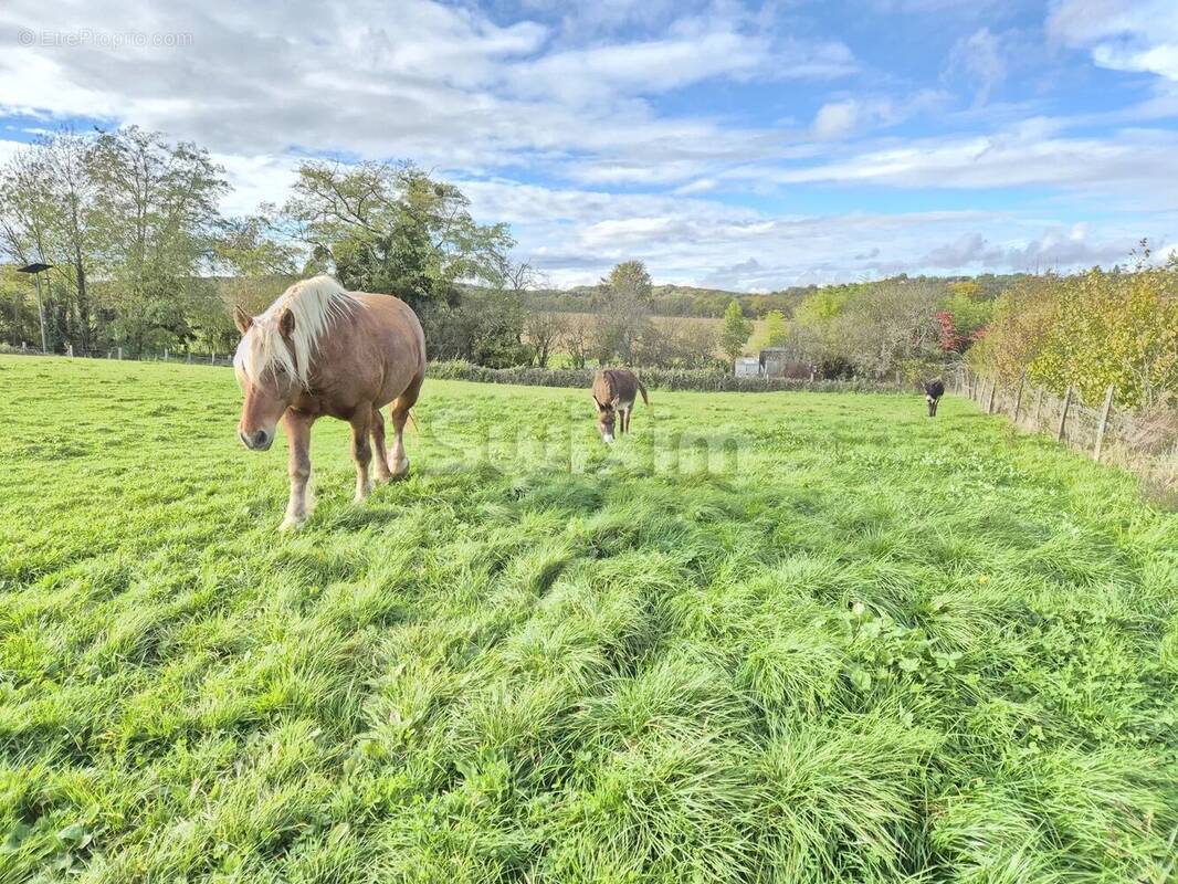 Terrain à MERCEY-LE-GRAND