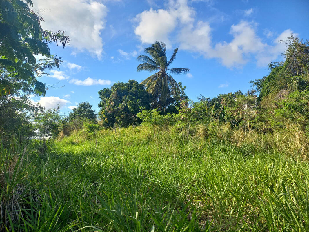 Terrain à VIEUX-HABITANTS
