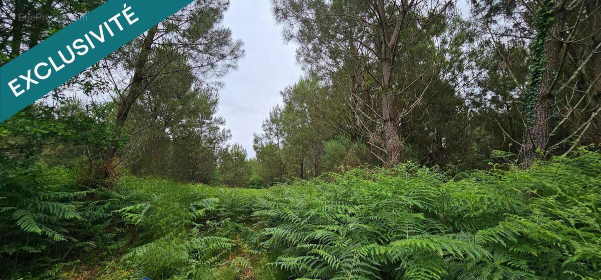 Photo 4 - Terrain à RION-DES-LANDES