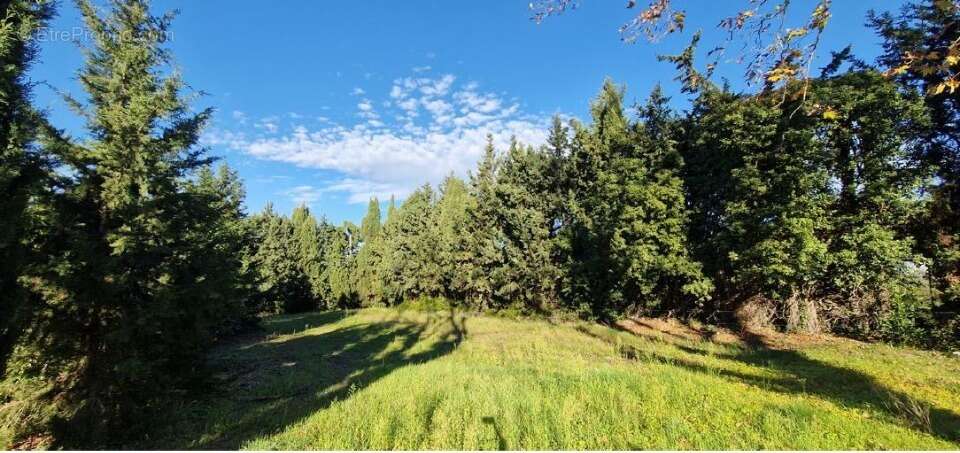 Terrain 299 m² à Maussane-Les-Alpilles  - photo 3