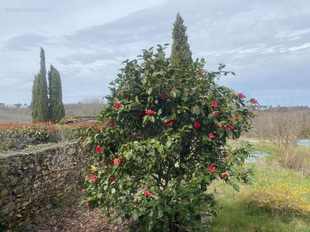 IMG6466 - Maison à BEYNAC-ET-CAZENAC