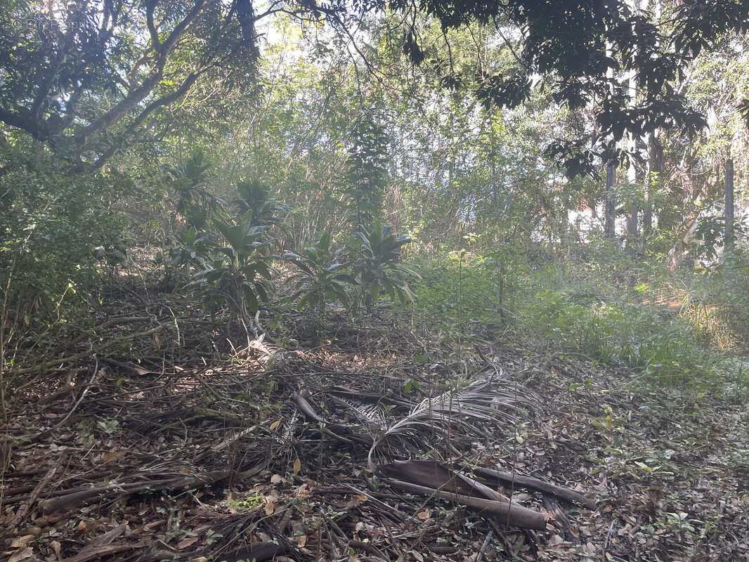 Terrain à LE TAMPON