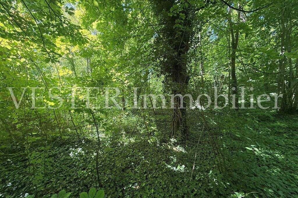 Sur un terrain de 3  000m², très agréable maison familiale d’environ 175m² - photo 7