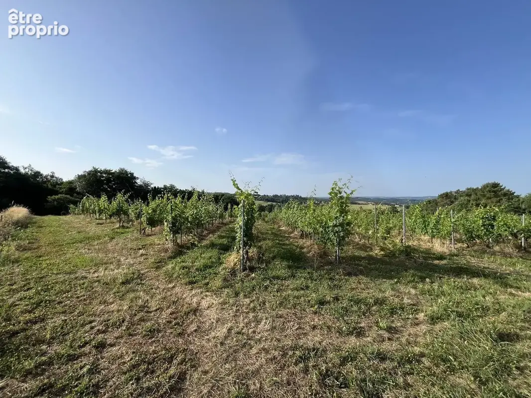 À Vendre : Terrain avec Vignes - Puy-d'Arnac (19) - photo 3