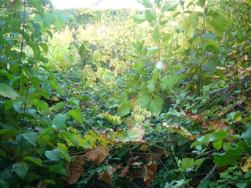 Terrain à CHATEAUNEUF-SUR-SARTHE