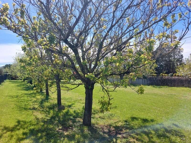 Maison de maitre avec  dependances deux pigeonniers sur parc de 5000m² - photo 38