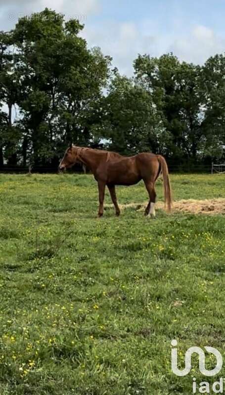 Photo 3 - Terrain à AMBARES-ET-LAGRAVE