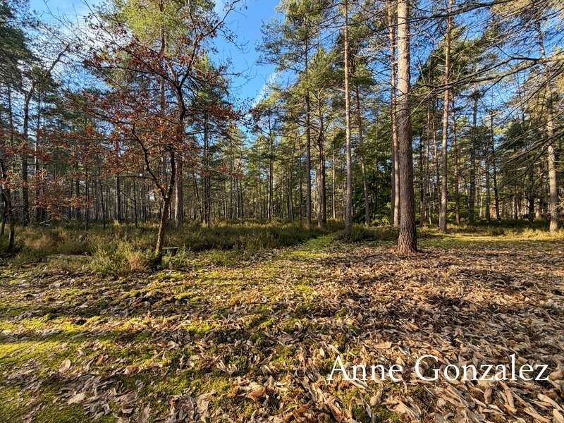 VIENNE EN VAL, à trente minutes d'ORLEANS aux portes de l'Orée de Sologne Propriété à vendre avec 24 hectares boisés et son étan - photo 16