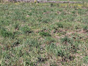 Terrain à TOULOUGES