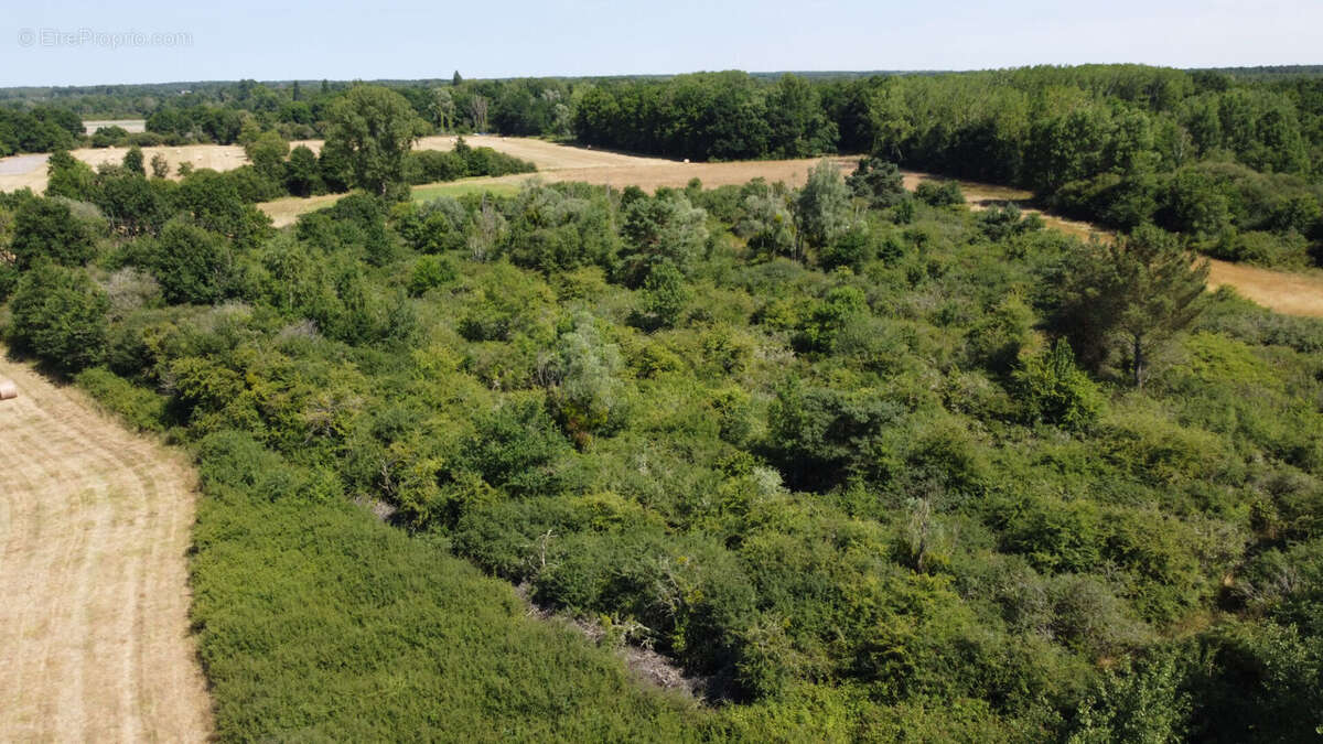 Terrain à bâtir à Pruniers En Sologne - photo 4