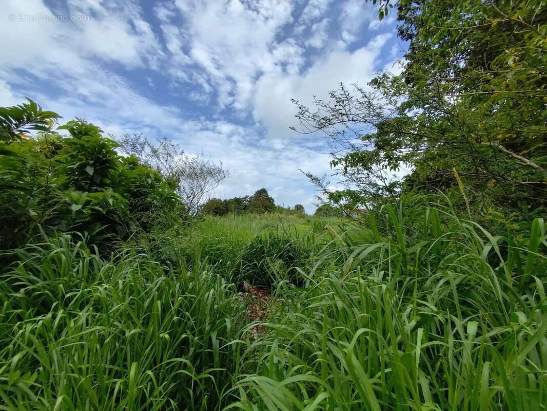 Terrain à LE MORNE-ROUGE