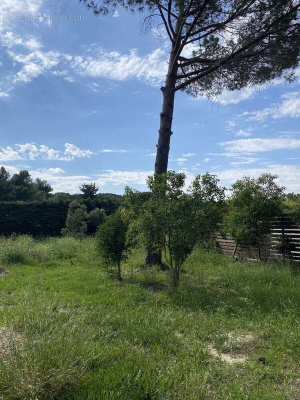 Photo 4 - Maison à PEZENAS