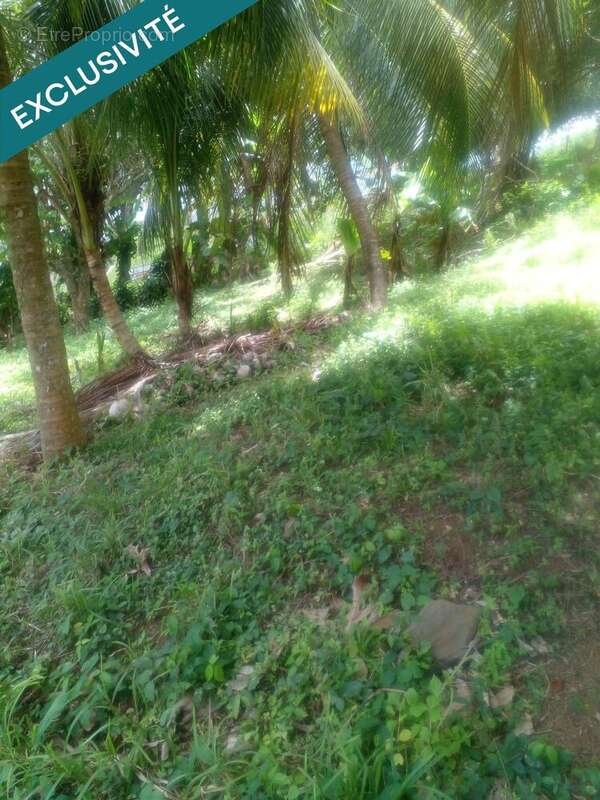 Photo 2 - Terrain à LE ROBERT