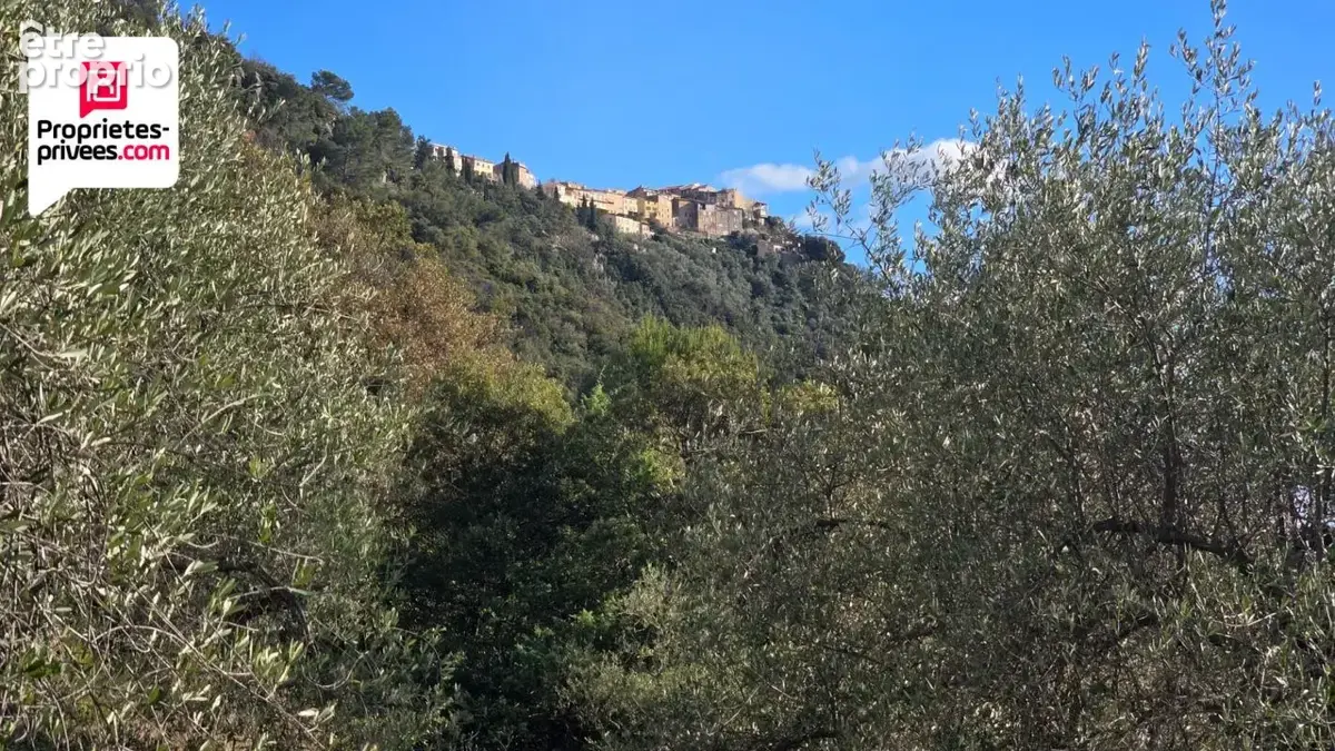 Magnifique Oliveraie et forêt avec Cabanon en vallée de la Siagne 16190 m2 - photo 9
