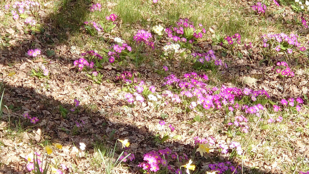 Maison à BOISSIERES