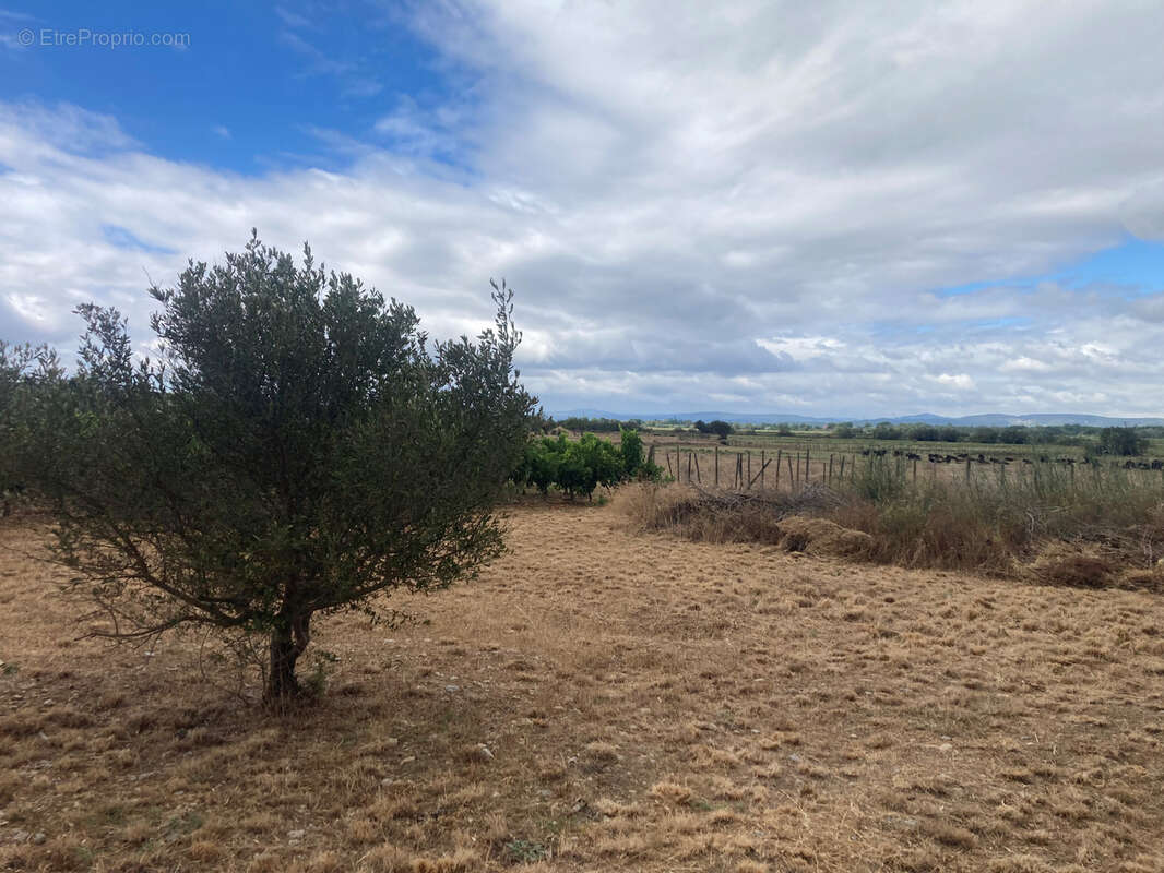 Gruissan, à 3kms des plages, maison de caractère rénovée avec 5 chambres, sur un parc de 2,5 hectares, avec pi - photo 29