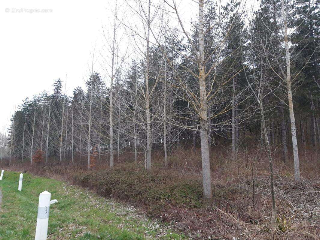 Domaine forestier - photo 2