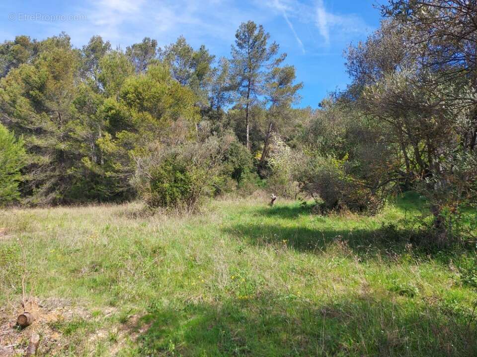 Terrain 1376 m² à Camps-La-Source  - photo 2