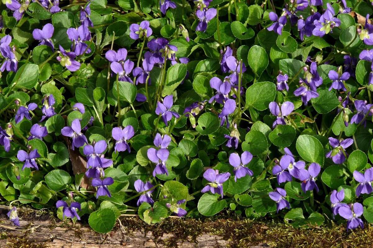 Maison à TOURRETTES-SUR-LOUP