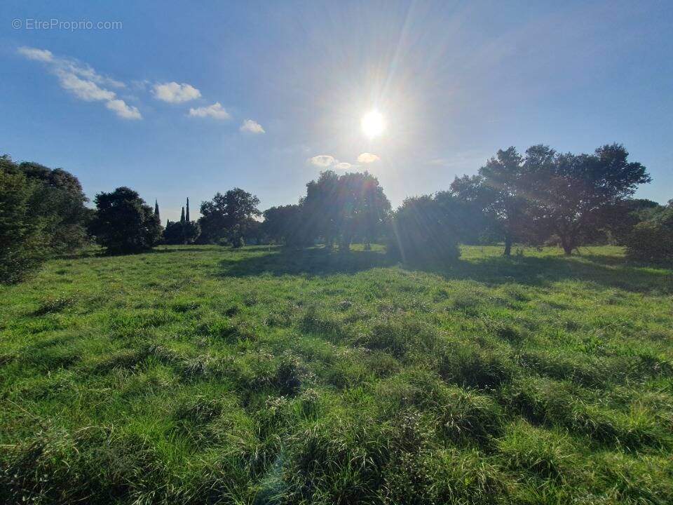 Terrain à SAINT-SIFFRET