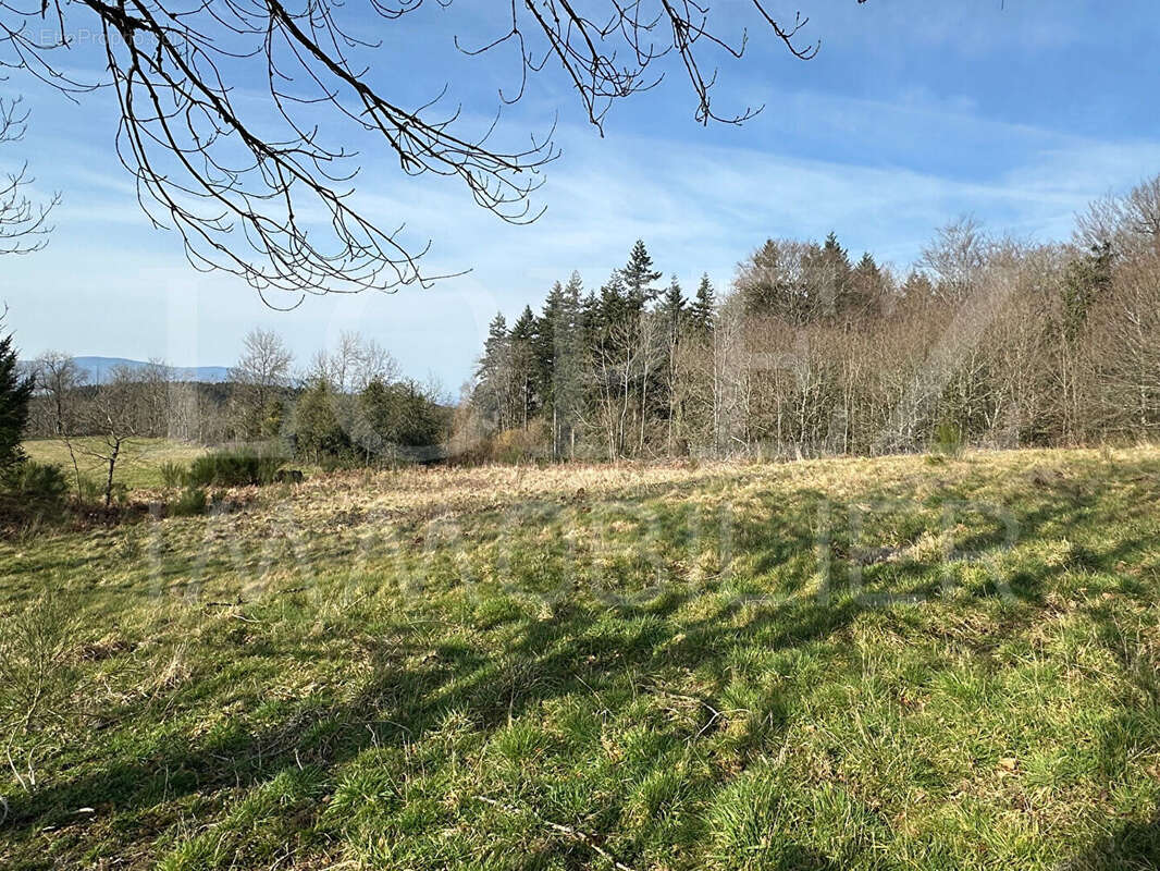 Terrain à LE VINTROU