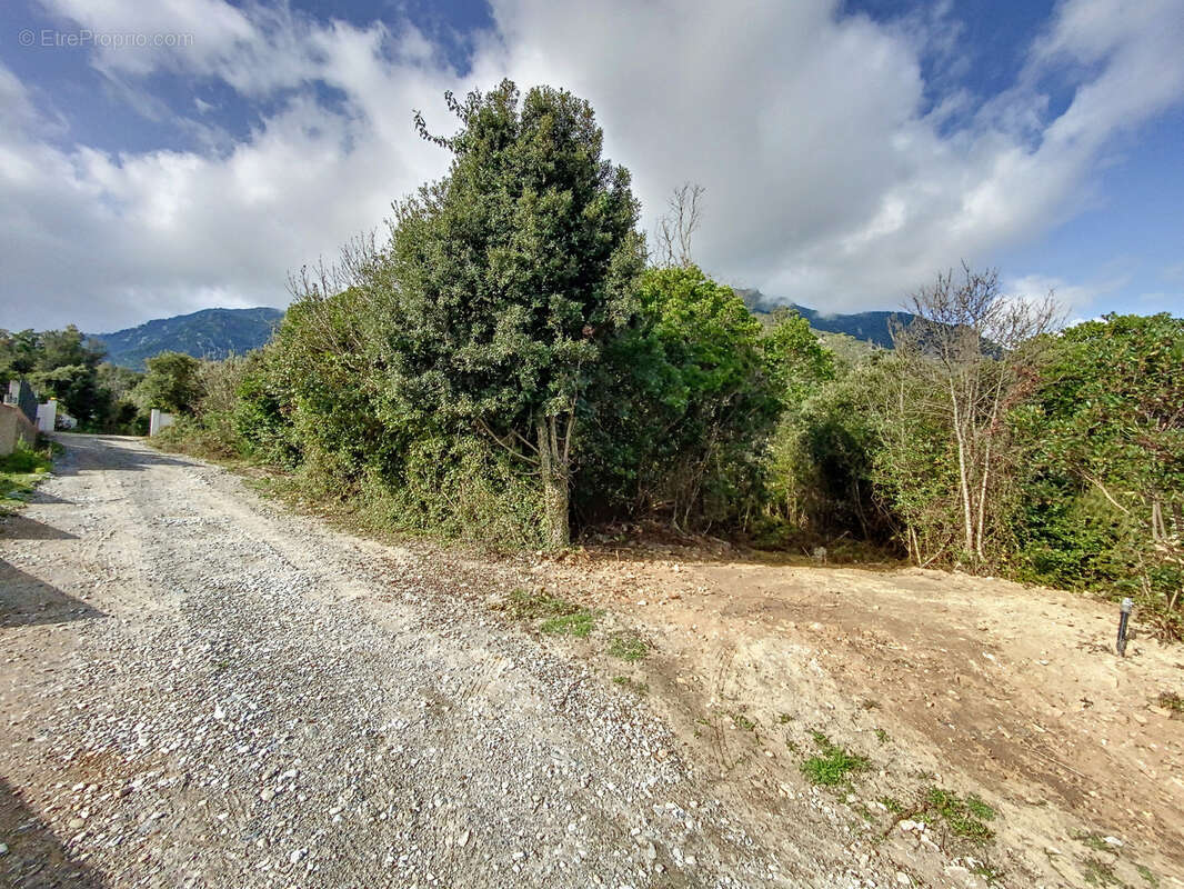 Terrain à SANTA-MARIA-POGGIO