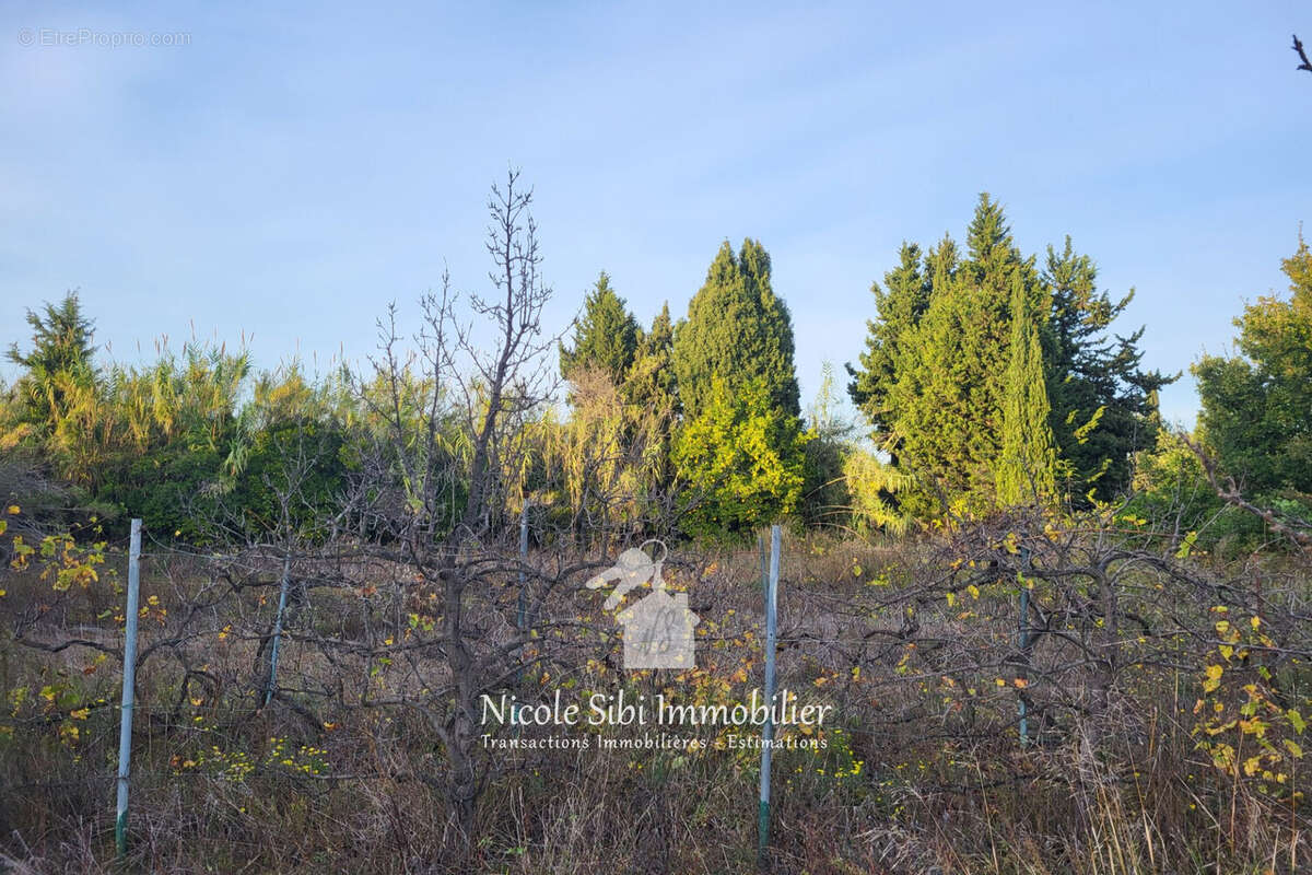 Terrain à CORNEILLA-LA-RIVIERE